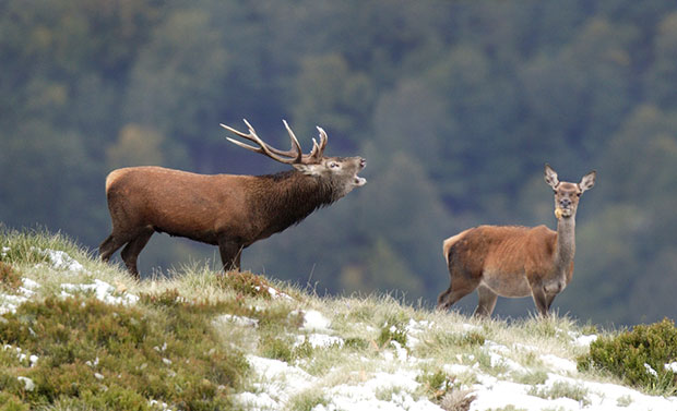 Comienza la berrea de los 3.000 ciervos que viven en el Pirineo leridano